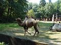 Zoo Cottbus 011